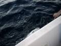 Pesca anchova