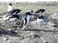 The Gentoo Penguin Thief