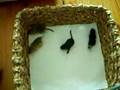 4 Gerbil-babies