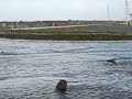 Nov Storm 2009 053