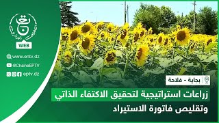 بجاية - فلاحة | زراعات استراتيجية لتحقيق الاكتفاء الذاتي وتقليص فاتورة الاستيراد