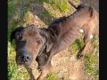 PITBULLS- WILL THE ABUSE EVER END BY KIDWELL PRODUCTIONS.wmv