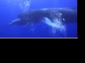 Whale and calf (better quality) Whale and calf (better quality)