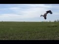 Bjarke Hellden - Spring 08 Sampler