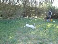 Flyball Video