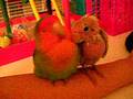 videos de Lovebirds | sleepy sleepy...