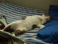 Gangsta Cat