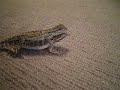 lizard ride lizard ride