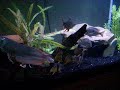 180 Gallon All Glass Fish Tank 180 Gallon All Glass Fish Tank