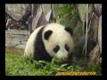 Twin Panda Cubs and their mother, ??????