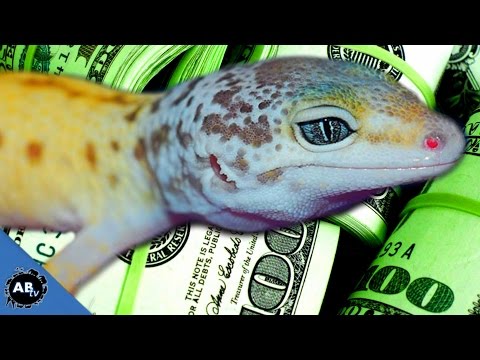 YouTube reptile video