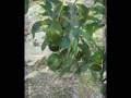 videos de FINCA KORAL Y FRUTOS PARA CULTIVAR EN ABUNDANCIA