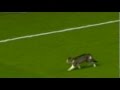 Le Chat D anfield Road Devient Une Star Sur Internet - Zedgate.com