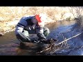 mink/coon trapping