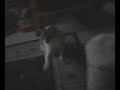 Playing with Beeble while waiting for someone to wake up.
