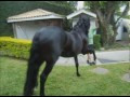 CAVALO PRETO - Rolê