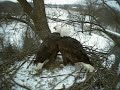 Decorah bald Eagles ... visit nest with sticks...12/08/09 9:30 am
