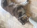 Cat vs. Dog Cat vs. Dog