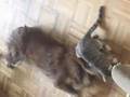 Cat vs. Dog