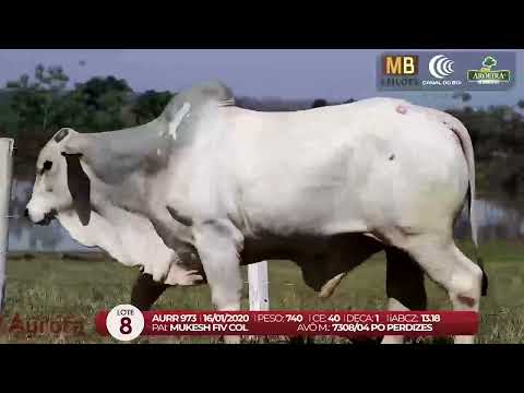 3 DE OLHO NA FAZENDA NELORE AURORA