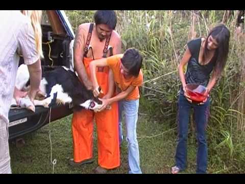 girl killing goat