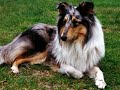Collie Rought Collie Rought