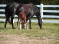 Fair Winds Farm