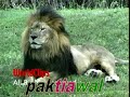 afghan-recitation-of-quran-by-a-child.html