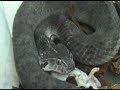 Death Adder Feeding