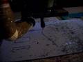 videos de make a pickguards for strato slide guitar
