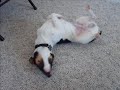 the-doggy-doogal.html