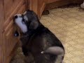 YUKONJAK ALASKAN MALAMUTES
