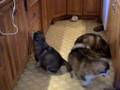Alaskan Malamute video