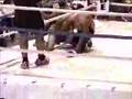 team cotas alberto mar vs miguel rosales mma fights