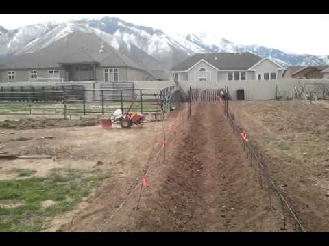 how to fertilize currants