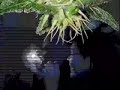 teledysk, klip, Twiztid,- Smoke Break