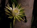 Queen of the Night Cactus 2006