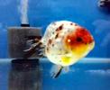 Goldfish-Calico Ranchu Goldfish-Calico Ranchu