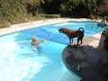 guly-swimming.html