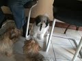 follow the adventures at http://talemakerhavanese.com - sebastian came to visit after class and found all the nooks and crannies we set up to make our house dawg friendly. enjoy the antics of this crew and how even a well behaved trained dawg can give you paw vs. listening.