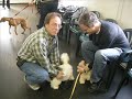follow the adventures at http://talemakerhavanese.com - sebastian came to visit after class and found all the nooks and crannies we set up to make our house dawg friendly. enjoy the antics of this crew and how even a well behaved trained dawg can give you paw vs. listening.