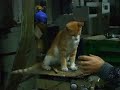Miau Miau Norocel