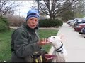 Spirit - Deaf Pit Bull