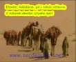 Efendim(s.a.v.)