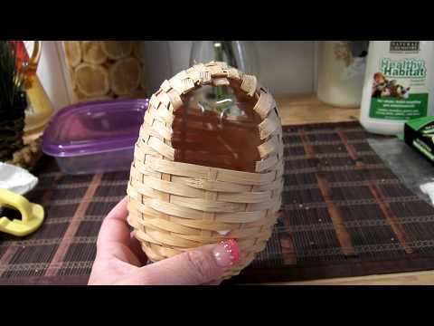 how to care for a zebra finch