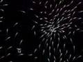 Openframeworks Flocking