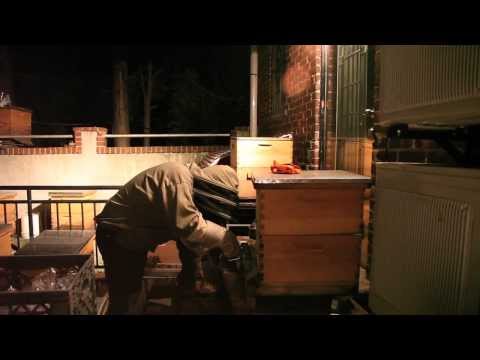 The Beekeeper (Documentary Trailer): New York City urban beekeeping 