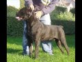 cane corso - www.el-canecorso.com