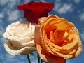 Dedicated to all religions and nations, Rainbow, Village of peace (lyrics, reggae)
