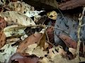Army Ants Army Ants